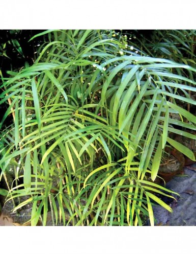 Chamaedorea Seifrizii/Bamboo Palm