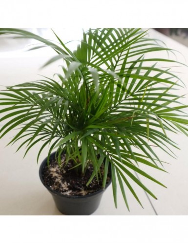 Chamaedorea Seifrizii/Bamboo Palm