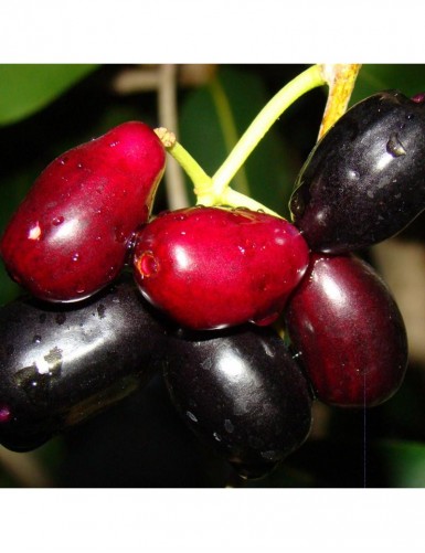 Jambolan Jumbo Jamun (Grafted)- Fruit Plants & Tree