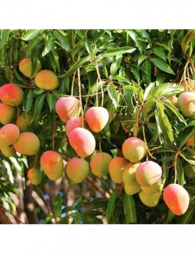 Mango Suvarnarekha(Grafted) - Fruit Plants & Tree