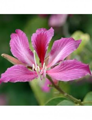 Bauhinia Hybrid - Avenue Trees