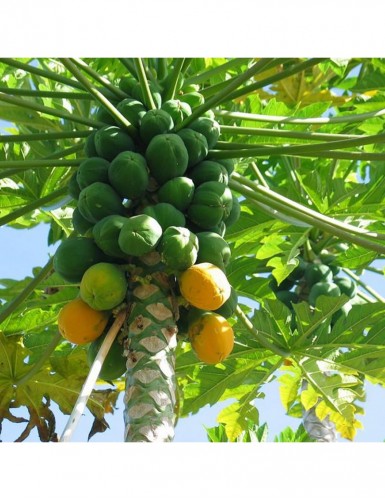 Red Papaya - Fruit Plants & Tree
